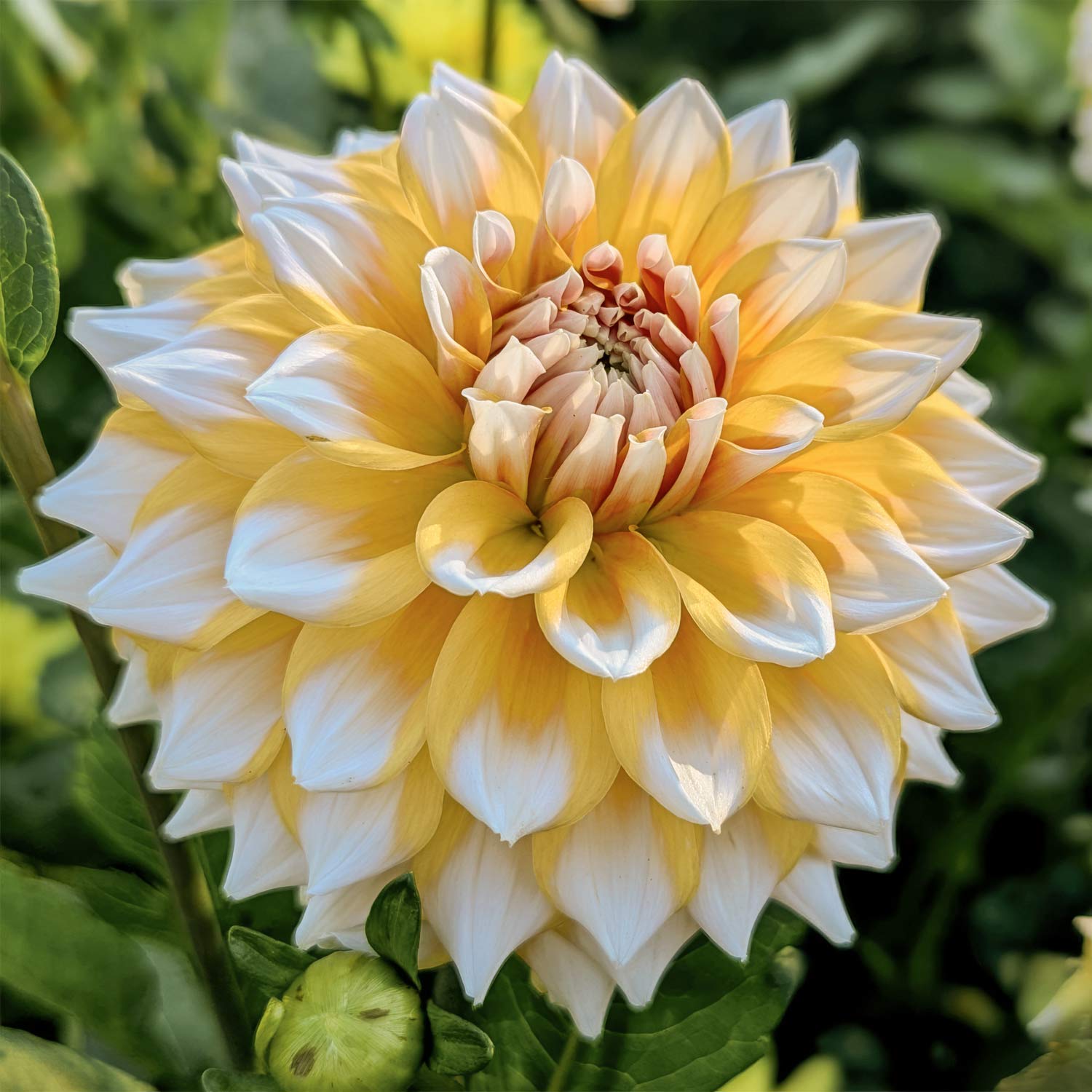 Dahlia 'Seattle'