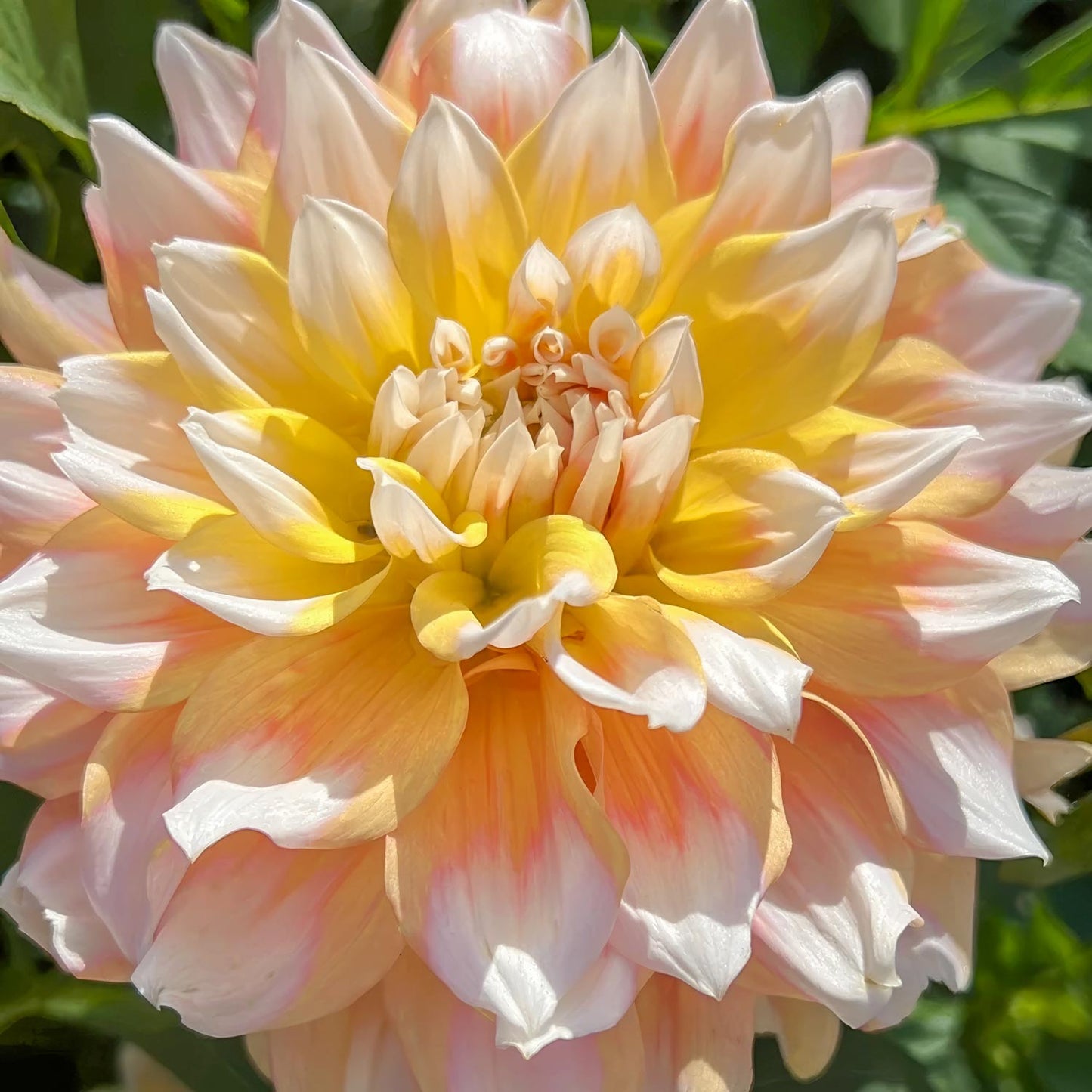 Dahlia 'Seattle'