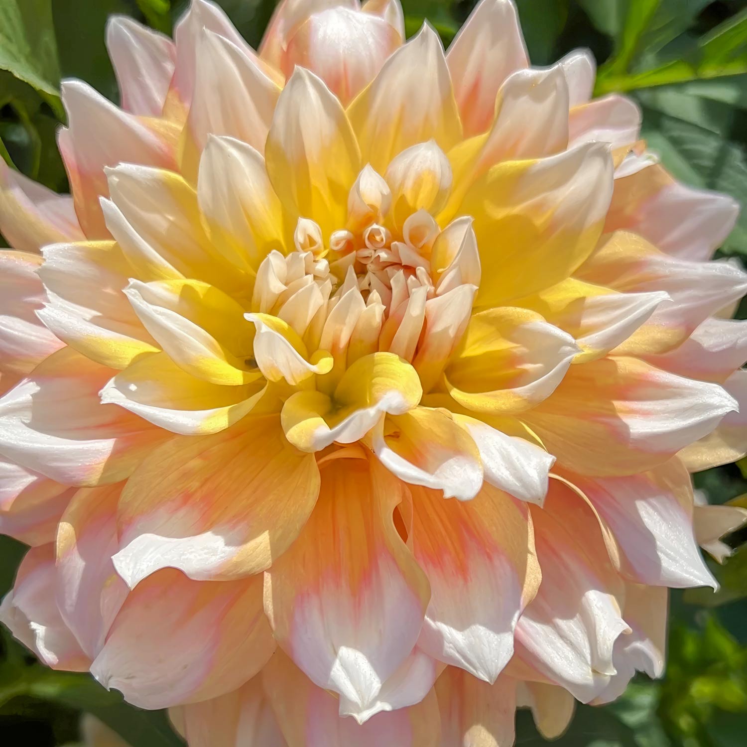 Dahlia 'Seattle'
