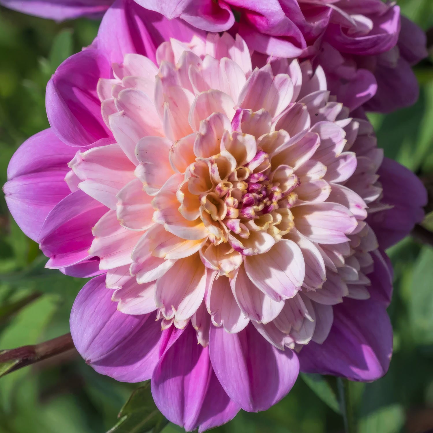 Dahlia 'Take Off'
