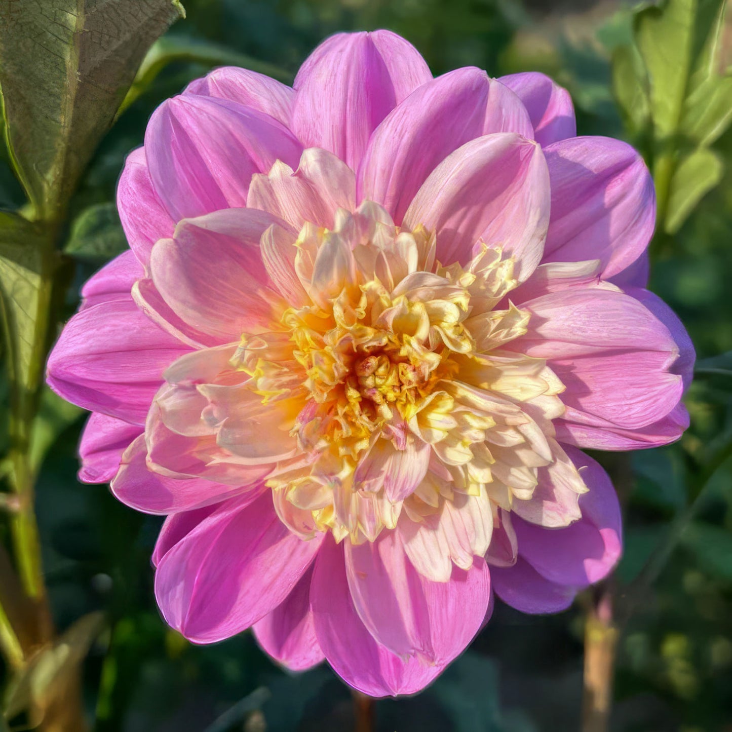 Dahlia 'Take Off'