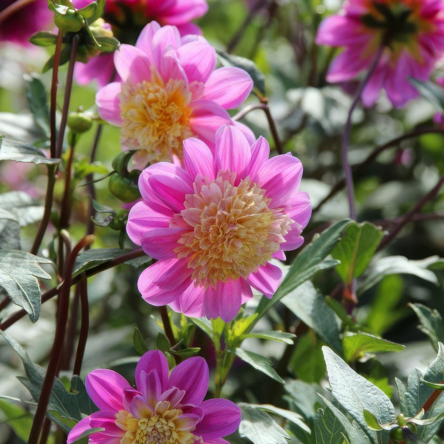 Dahlia 'Take Off'