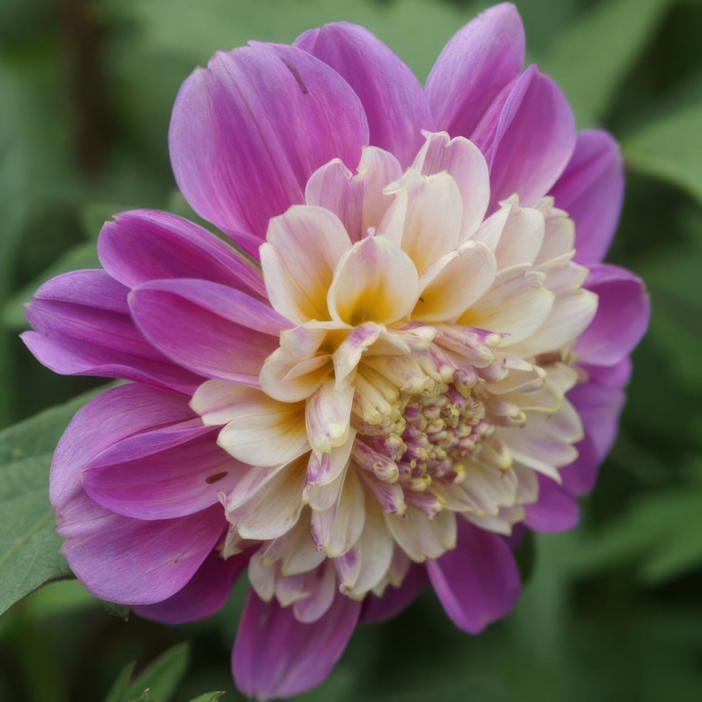 Dahlia 'Take Off'