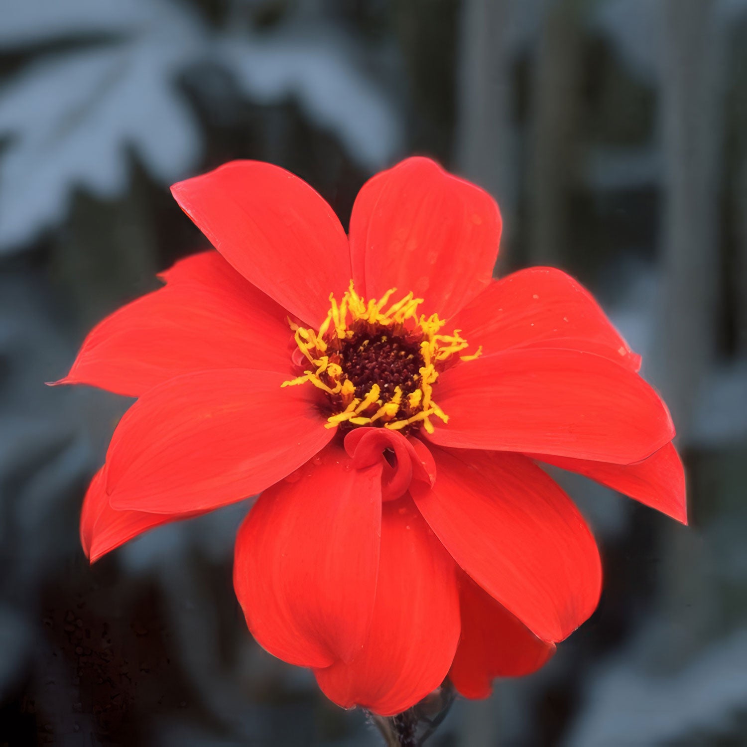 Dahlia 'Tally Ho'