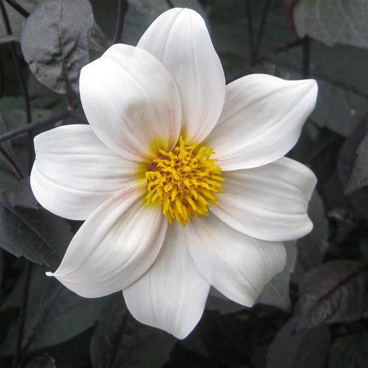 Dahlia 'Twyning's After Eight'