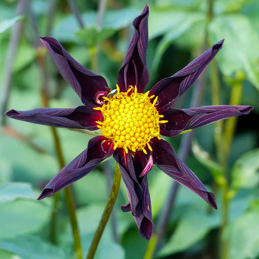 Dahlia 'Verrone's Obsidian'