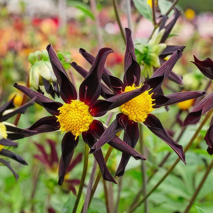 Dahlia 'Verrone's Obsidian'