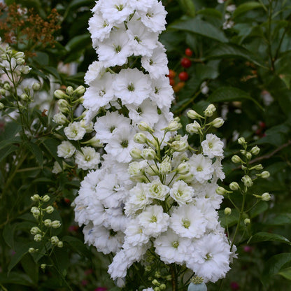 Delphinium elatum 'Double Innocence'. Tall cluster of white flowers with green stems and leaves on a blurred natural background