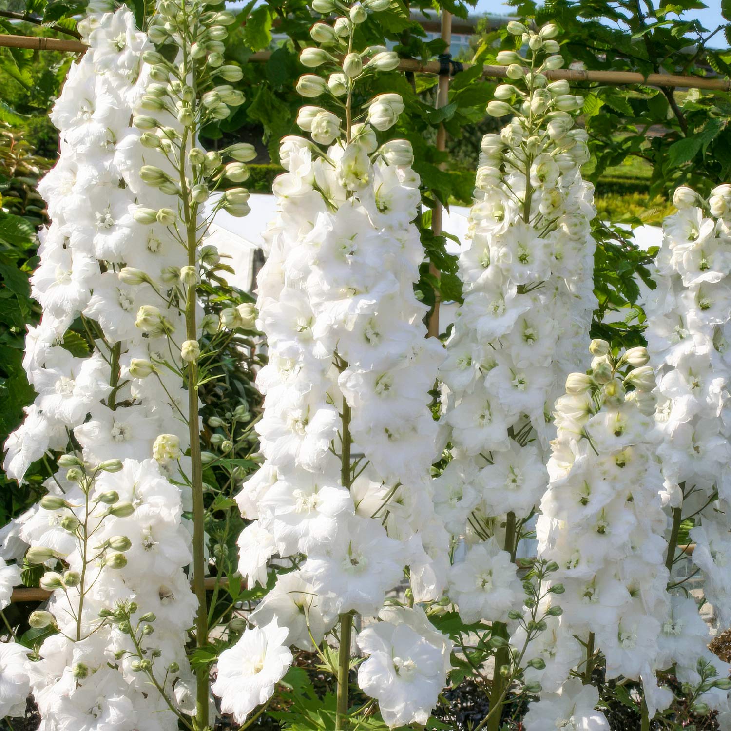 Delphinium elatum 'Double Innocence'. White delphinium flowers in a garden setting