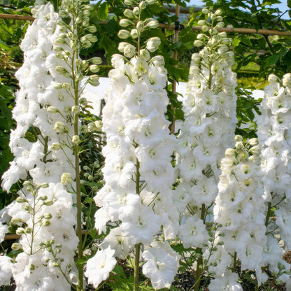 Delphinium elatum 'Double Innocence'. White delphinium flowers in a garden setting