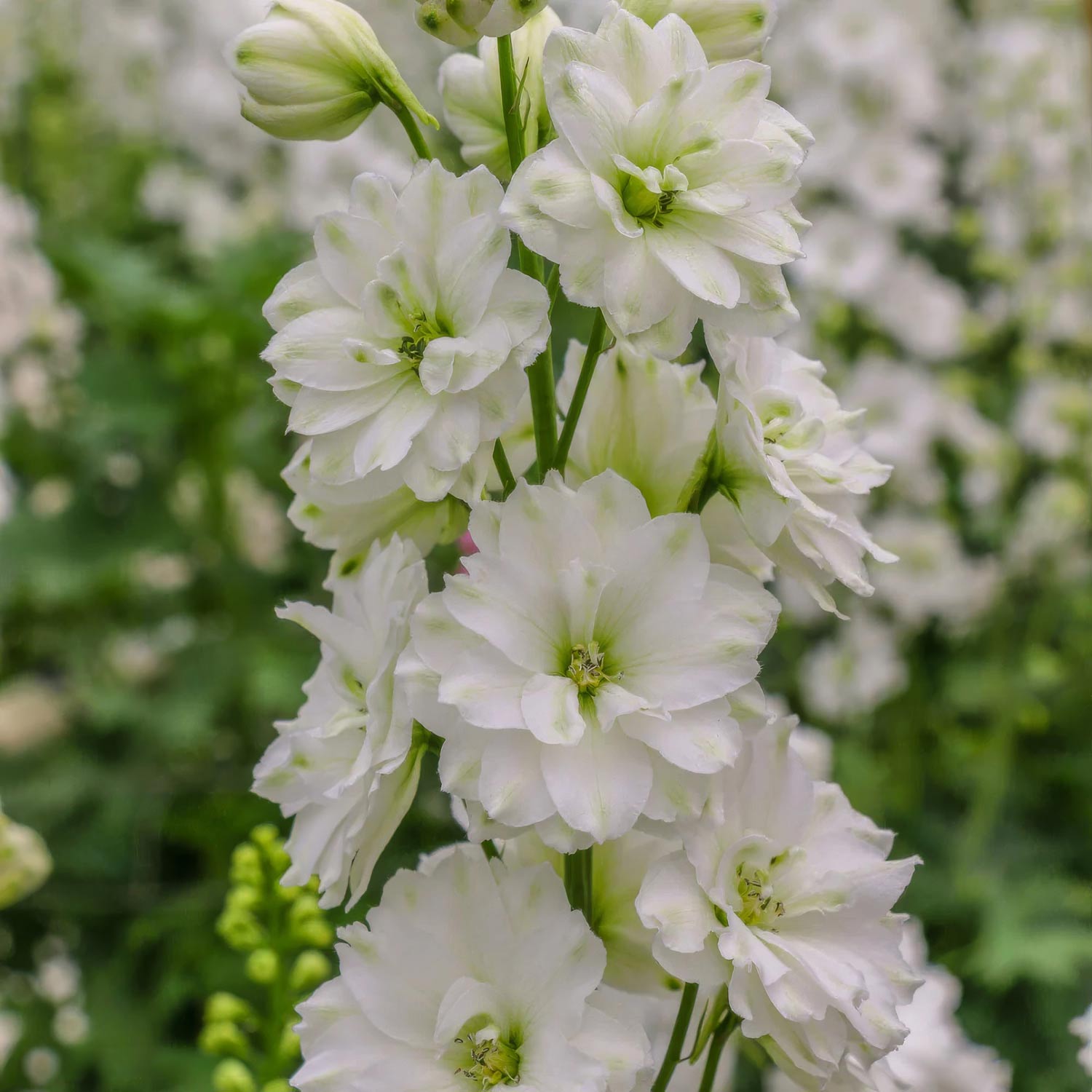 Delphinium elatum 'Double Innocence'. Close-up of white delphinium flowers with a blurred green background