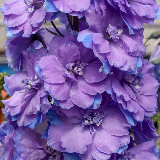 Delphinium elatum 'Morning Lights'