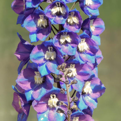 Delphinium elatum 'Morning Lights'