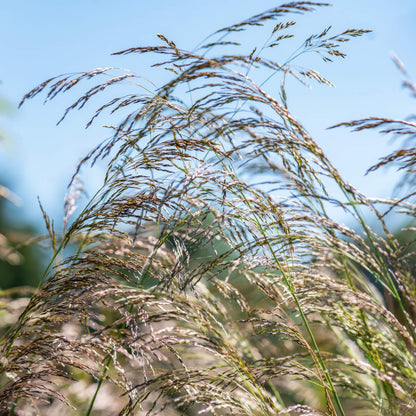 Deschampsia cespitosa 'Bronzeschleier'