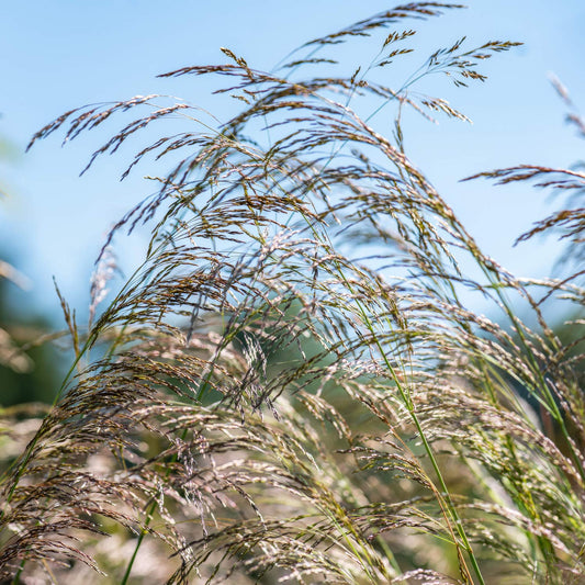 Deschampsia cespitosa 'Bronzeschleier'