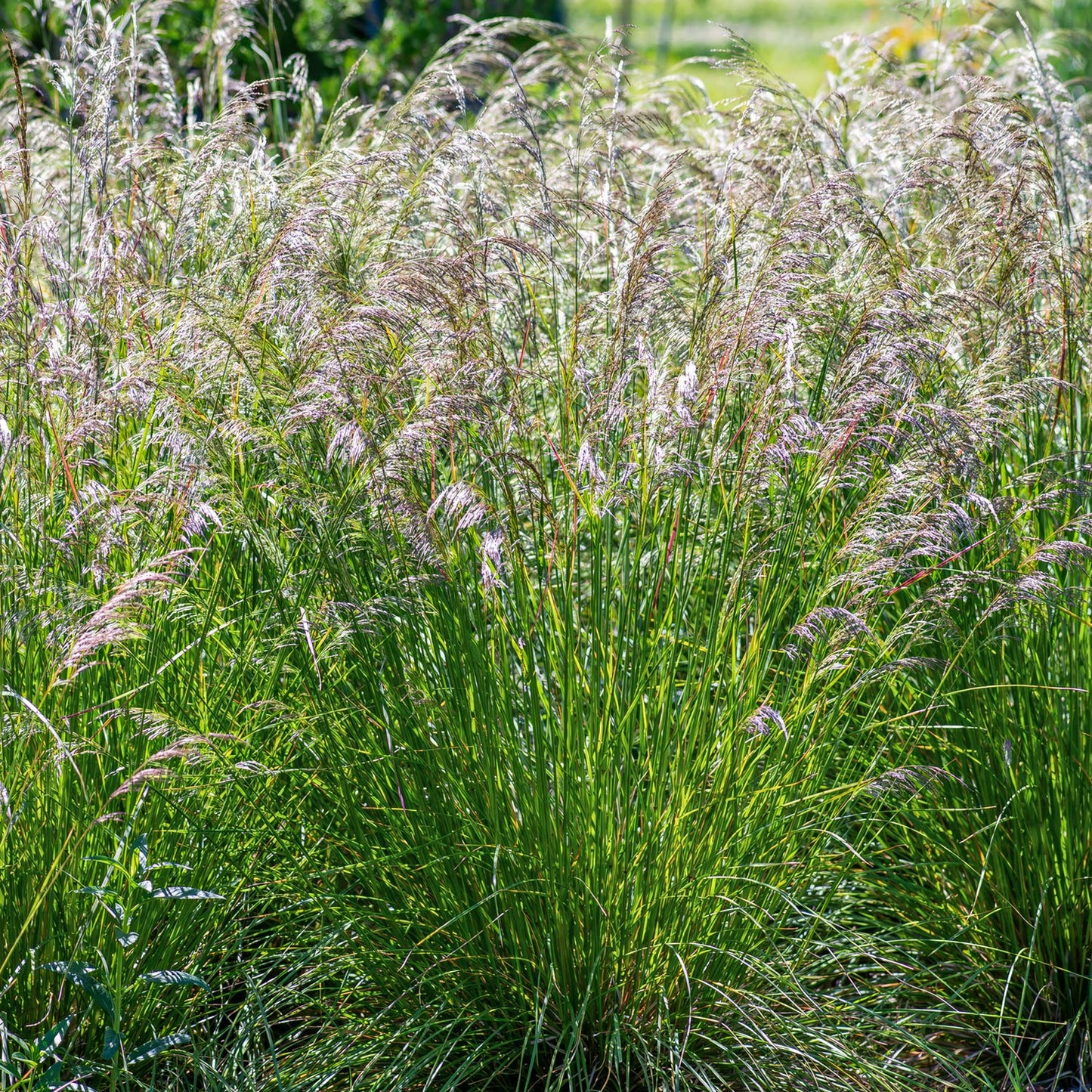 Deschampsia cespitosa 'Bronzeschleier'