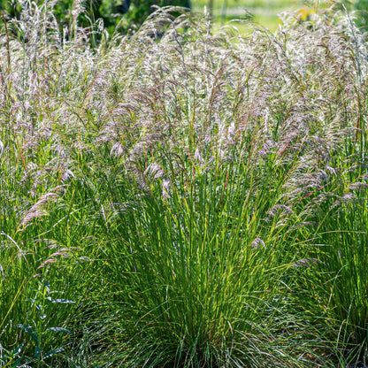 Deschampsia cespitosa 'Bronzeschleier'