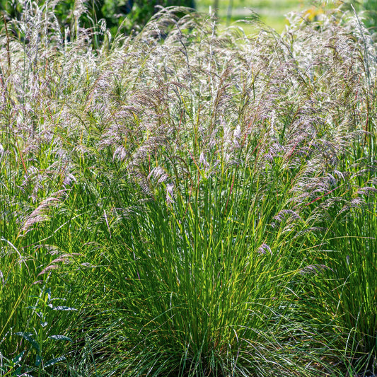 Deschampsia cespitosa 'Bronzeschleier'