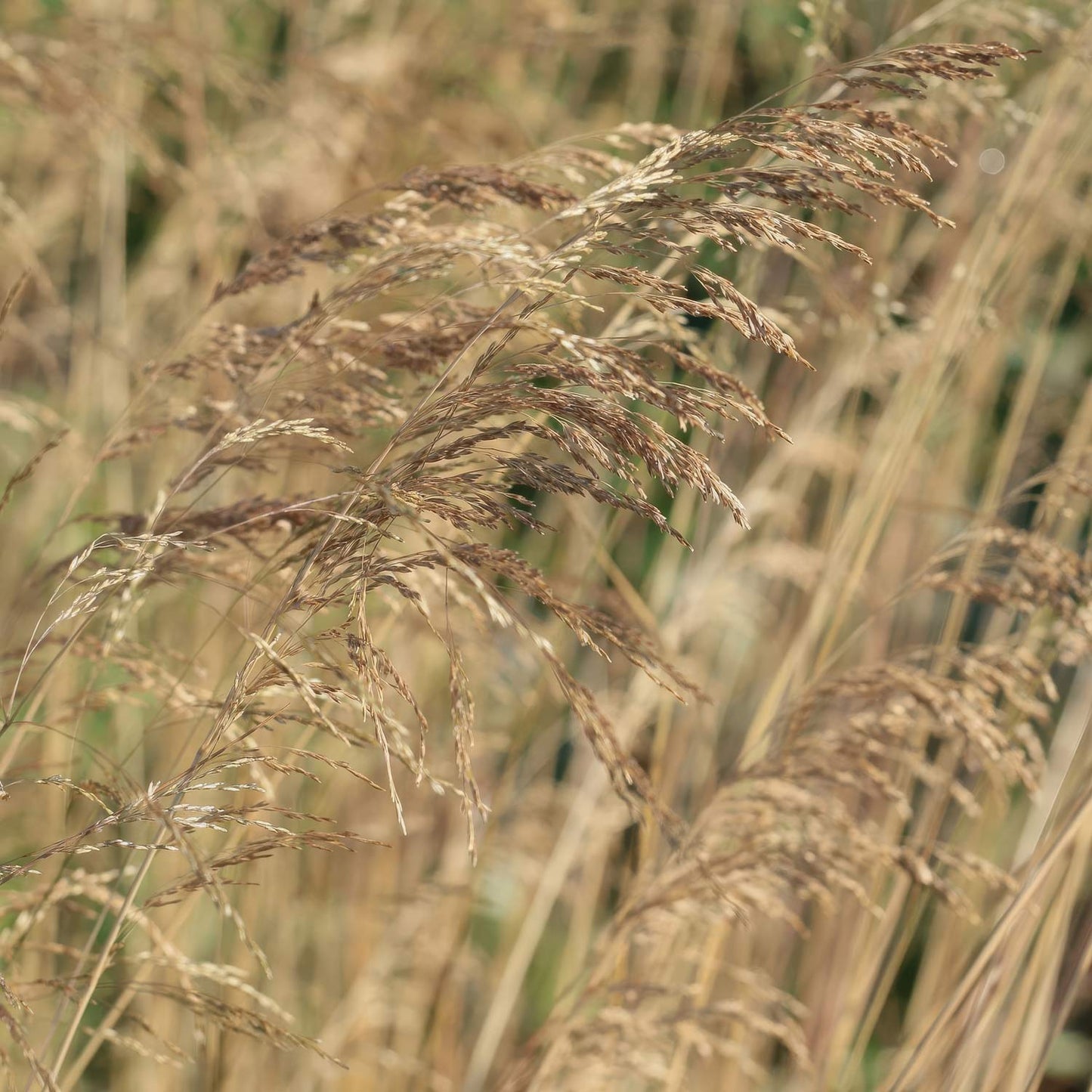Deschampsia cespitosa 'Bronzeschleier'