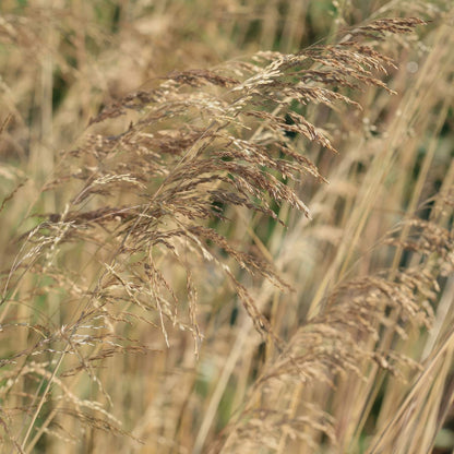 Deschampsia cespitosa 'Bronzeschleier'