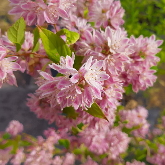 Deutzia 'Strawberry Fields'