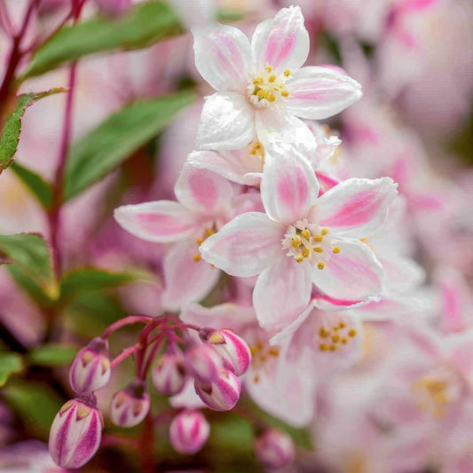Deutzia x hybrida 'Tokyo Delight'