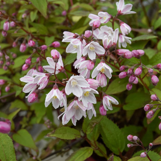 Deutzia × rosea 'Yuki Cherry Blossom'