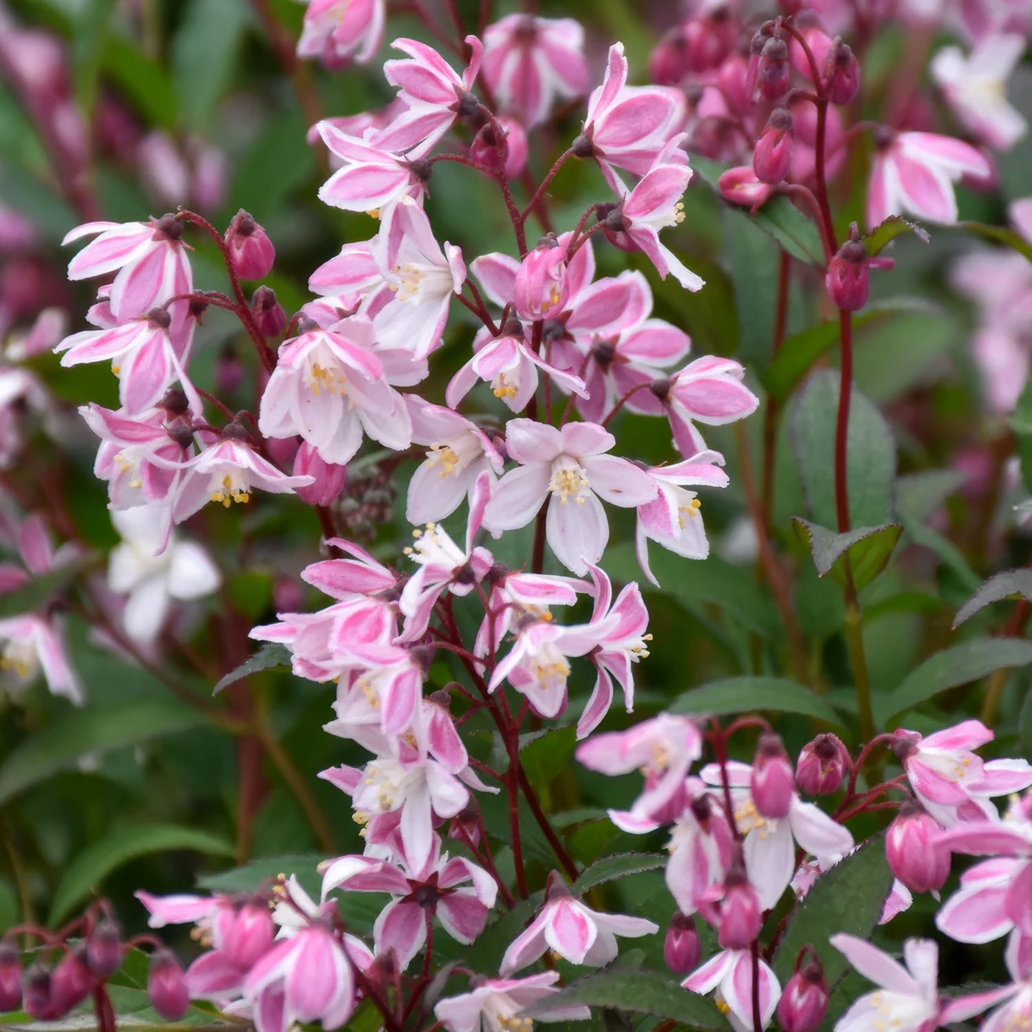 Deutzia × rosea 'Yuki Cherry Blossom'