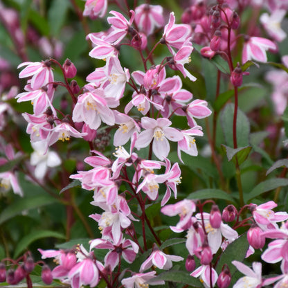 Deutzia × rosea 'Yuki Cherry Blossom'