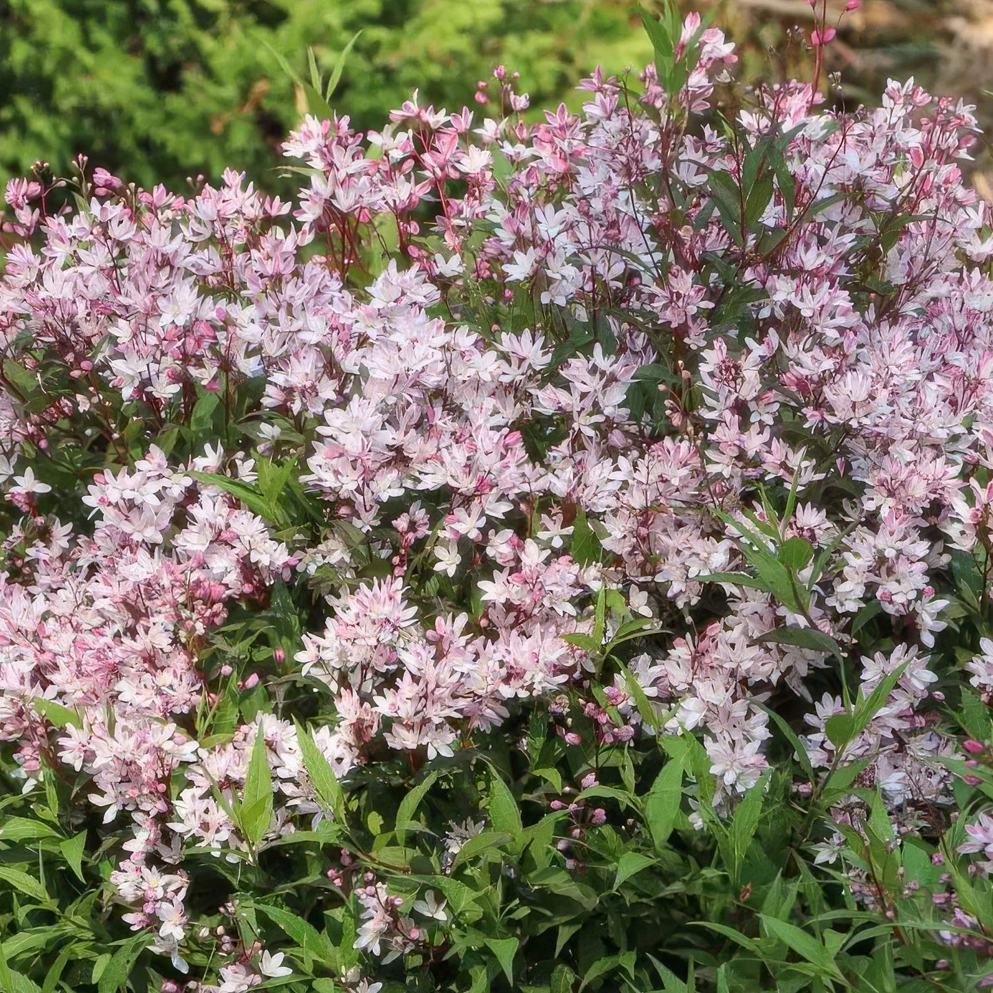 Deutzia × rosea 'Yuki Cherry Blossom'