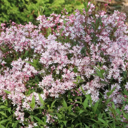 Deutzia × rosea 'Yuki Cherry Blossom'