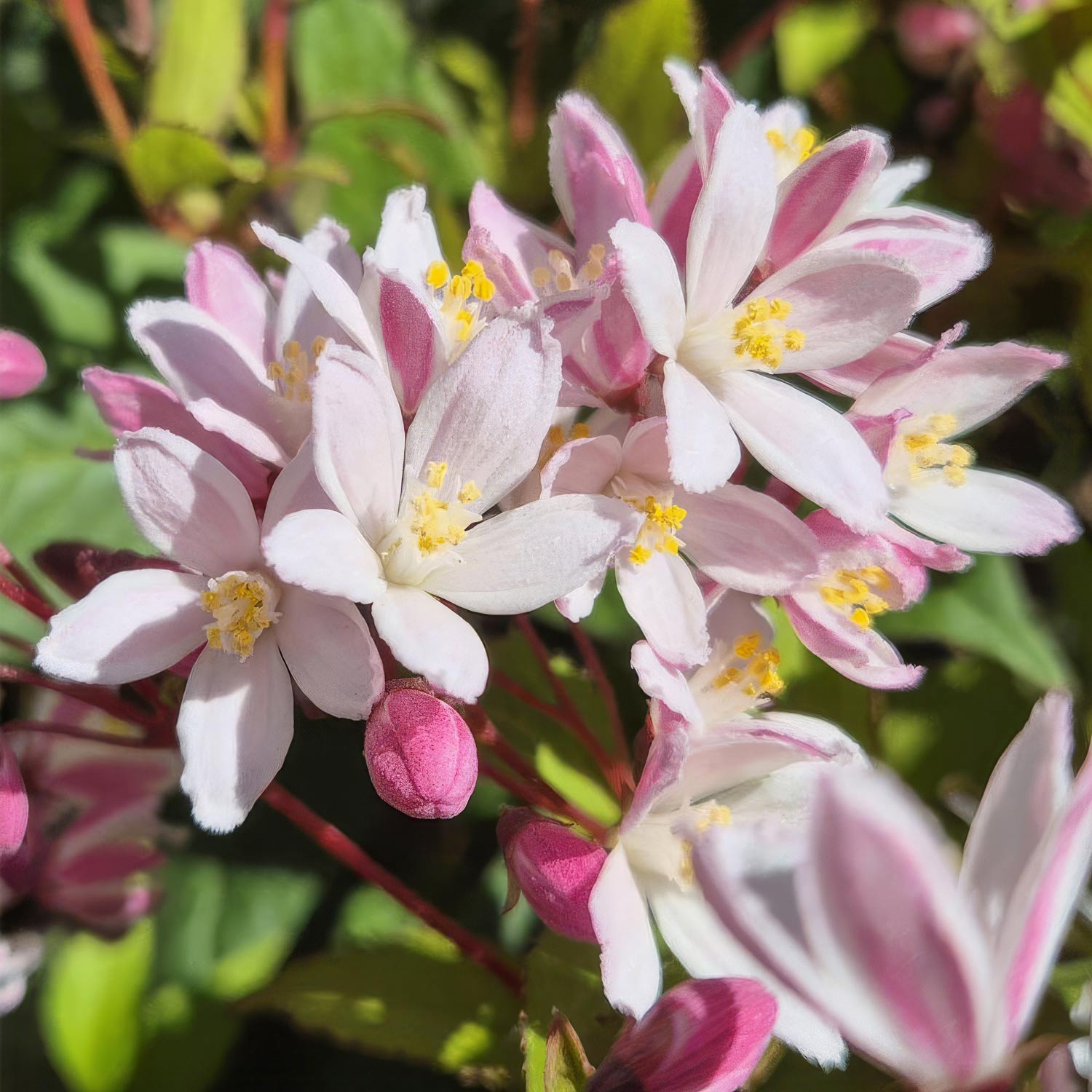 Deutzia × rosea 'Yuki Cherry Blossom'