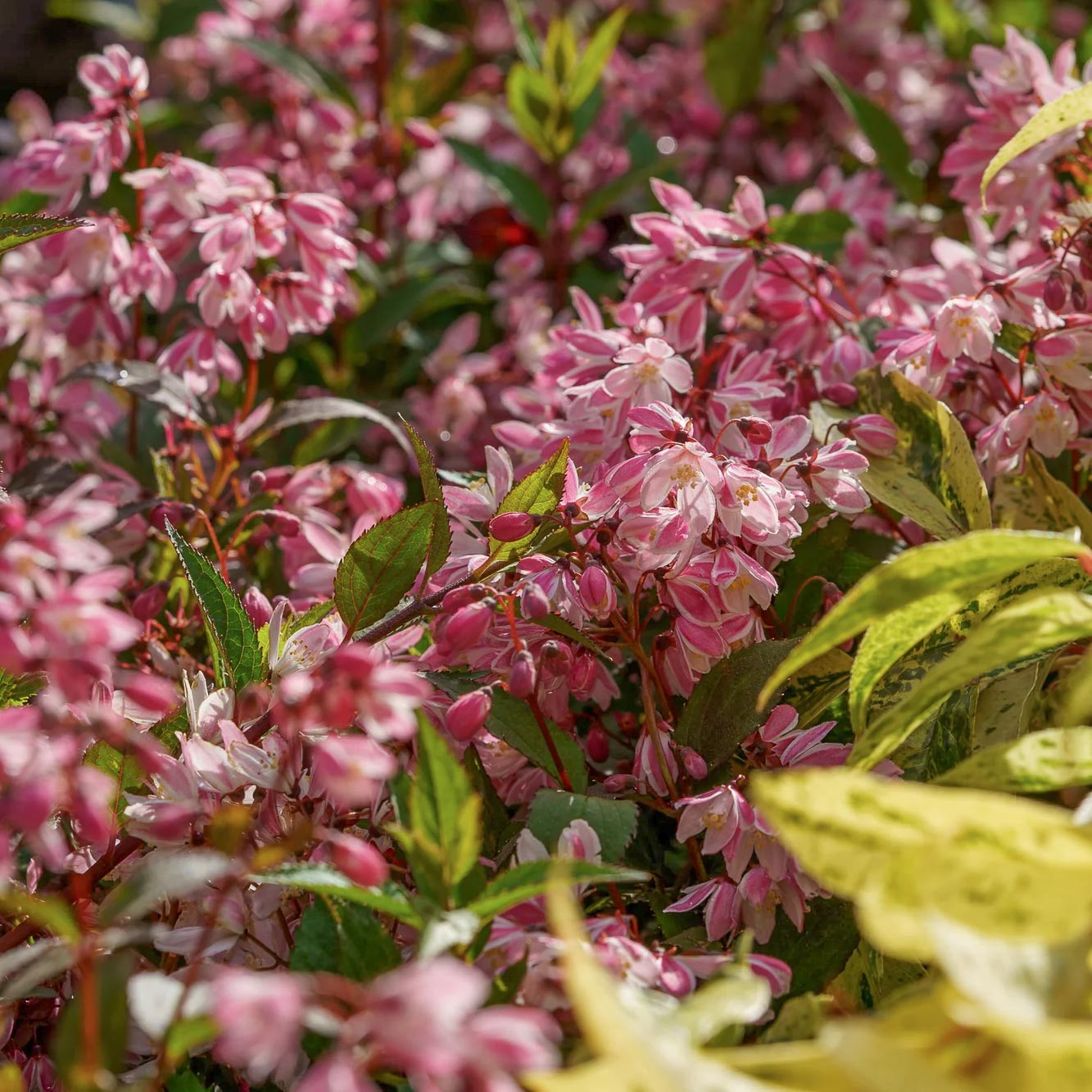 Deutzia × rosea 'Yuki Cherry Blossom'