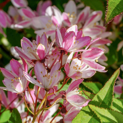 Deutzia × rosea 'Yuki Cherry Blossom'