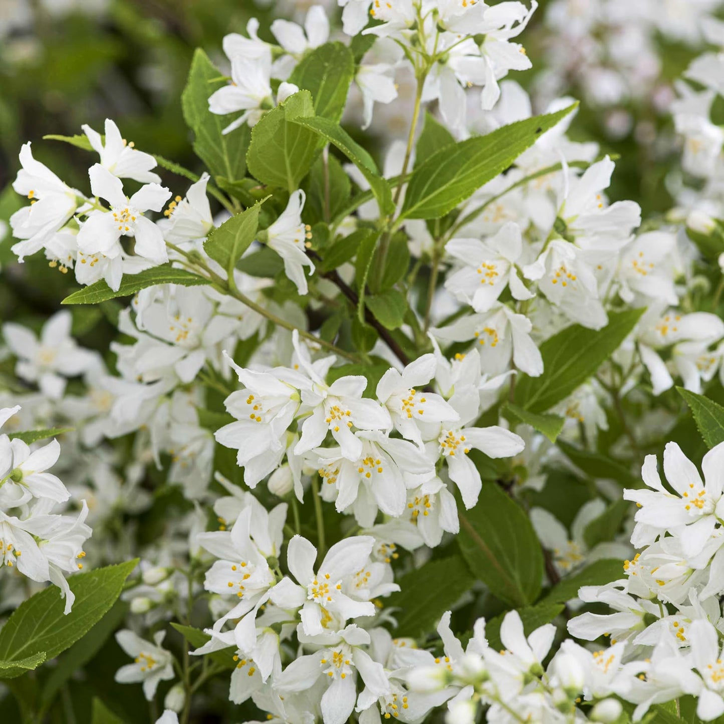 Deutzia x rosea 'Yuki Snowflake'