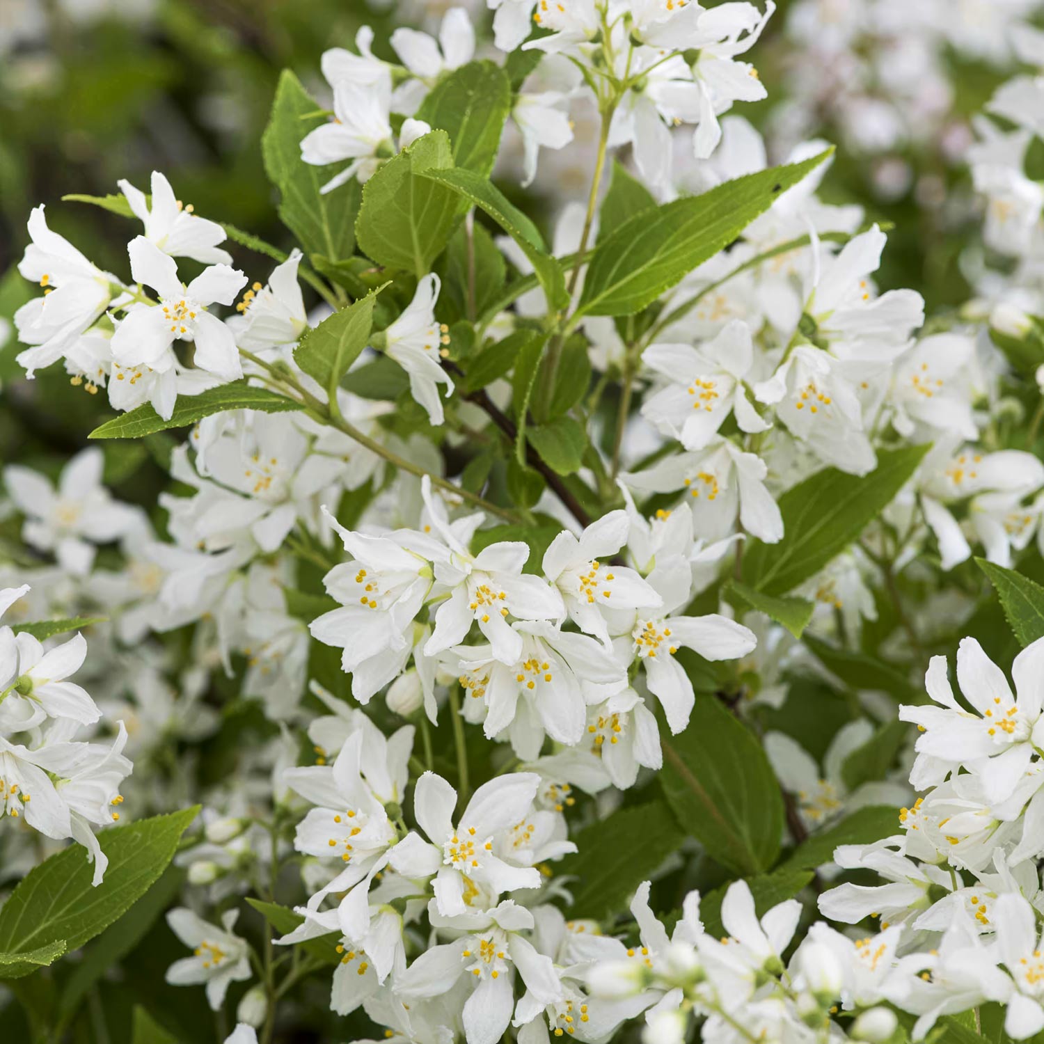 Deutzia x rosea 'Yuki Snowflake'