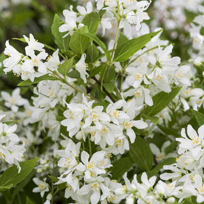 Deutzia x rosea 'Yuki Snowflake'