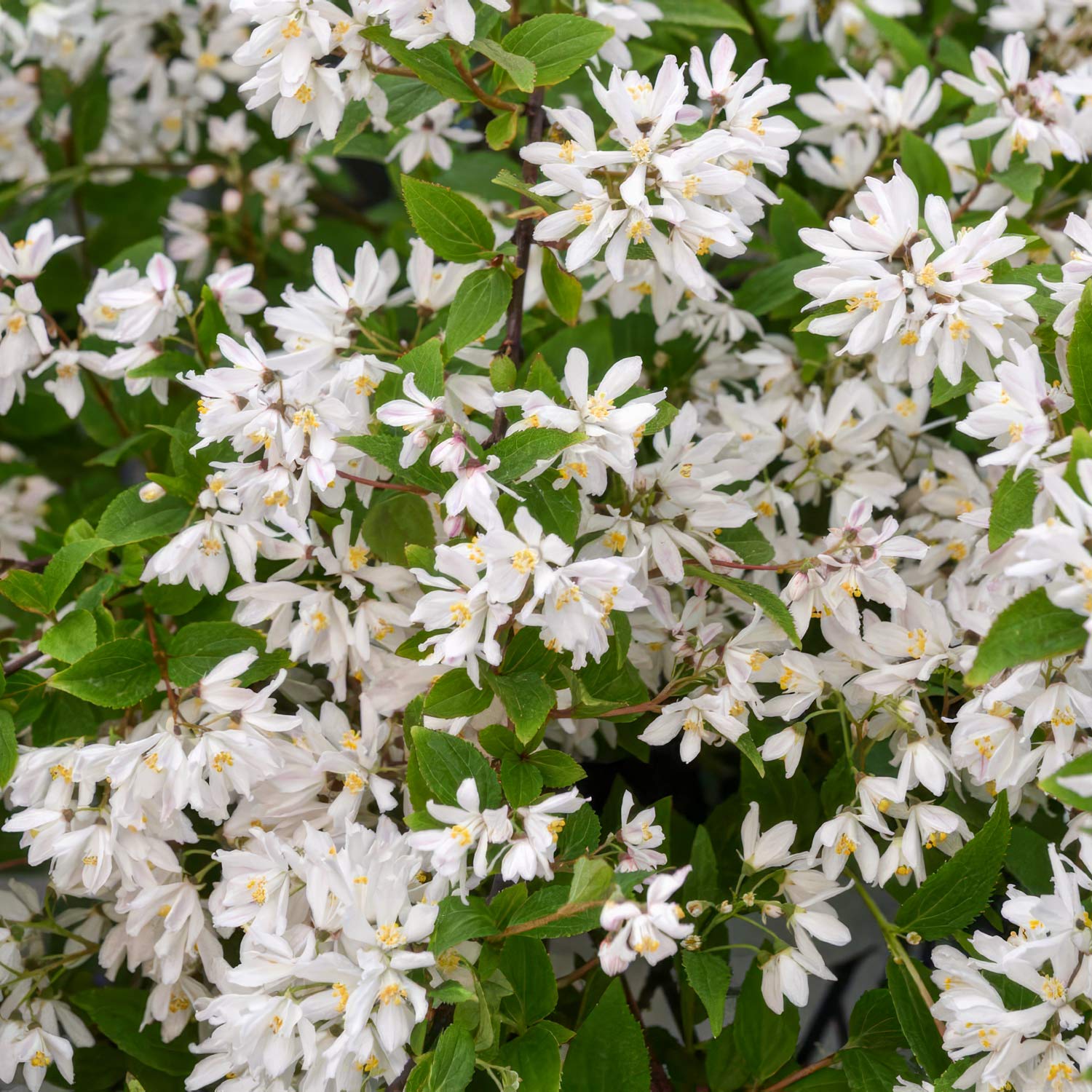 Deutzia x rosea 'Yuki Snowflake'. Close-up of white flowers with green leaves