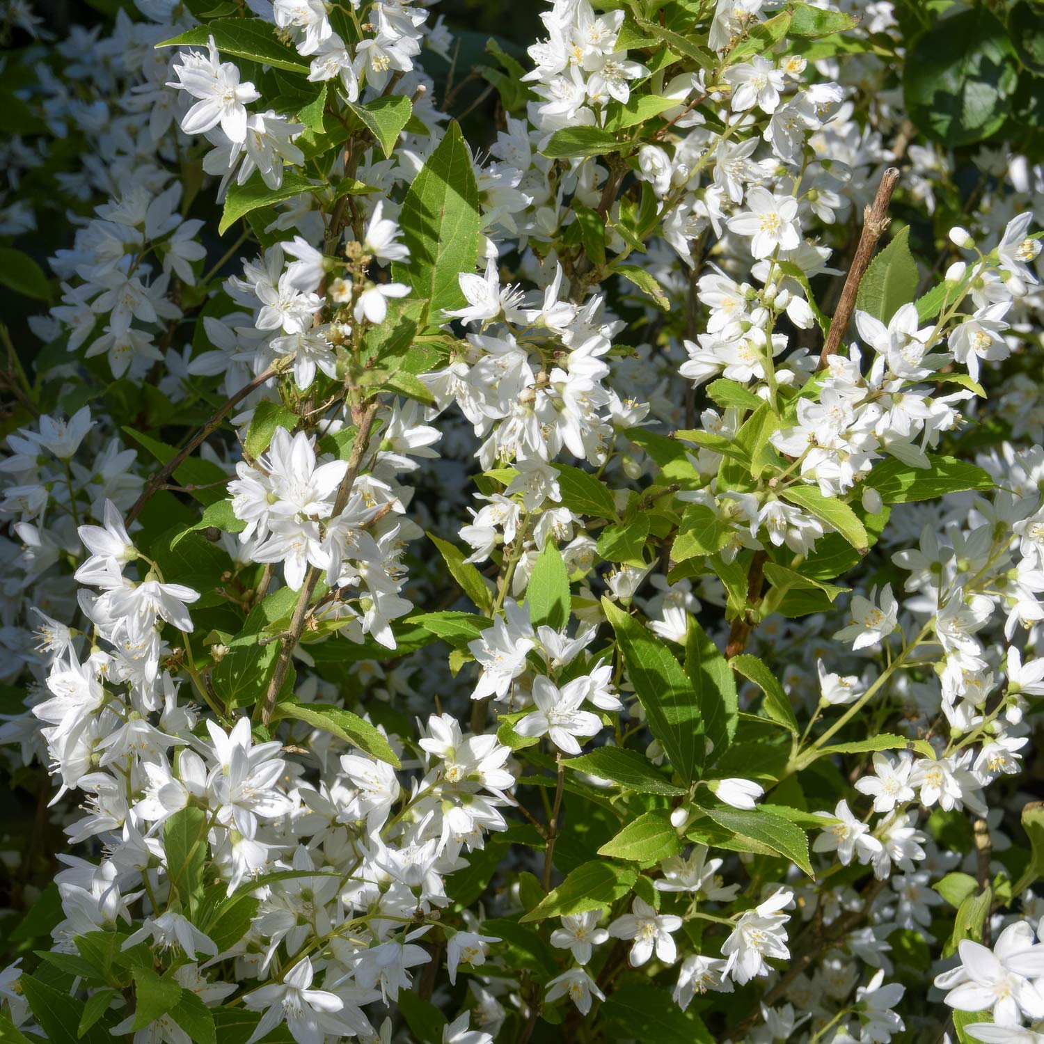 Deutzia x rosea 'Yuki Snowflake'