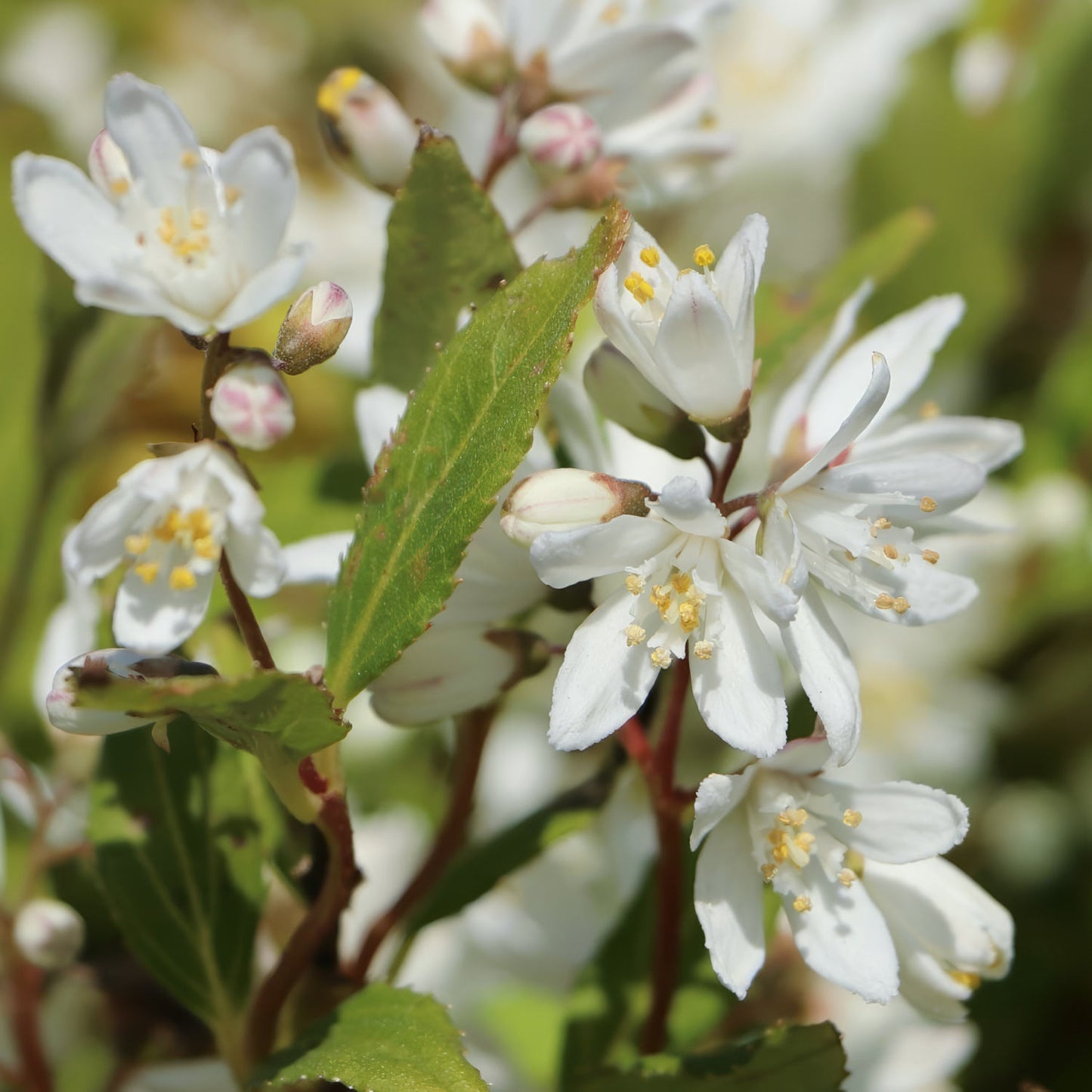 Deutzia x rosea 'Yuki Snowflake'. Close-up of white flowers with green leaves on a blurred natural background