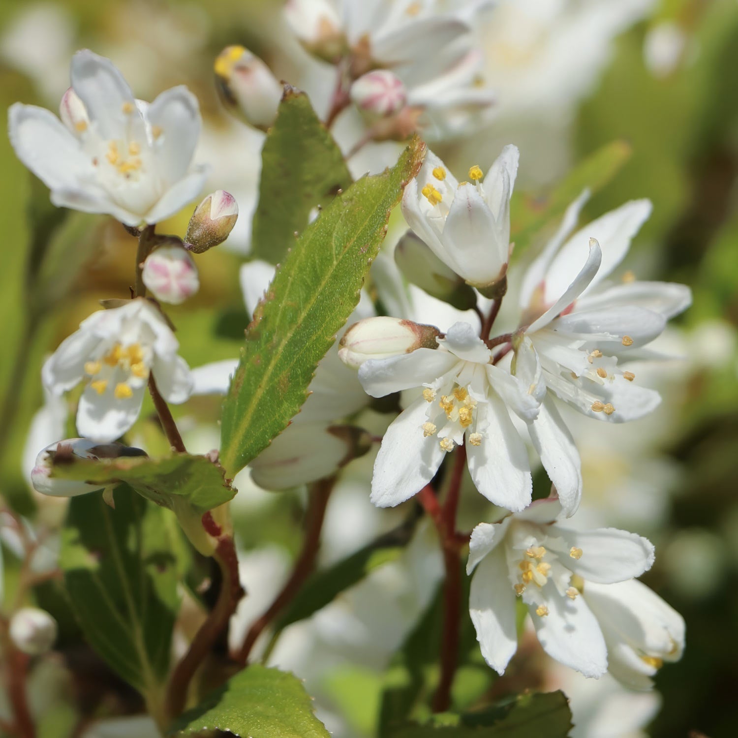 Deutzia x rosea 'Yuki Snowflake'. Close-up of white flowers with green leaves on a blurred natural background