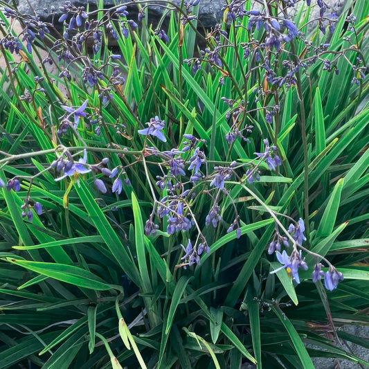 Dianella revoluta 'Coolvista'