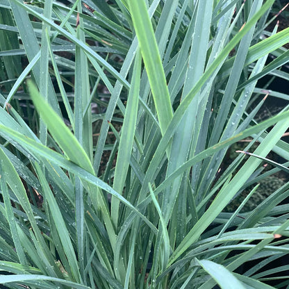 Dianella revoluta 'Coolvista'