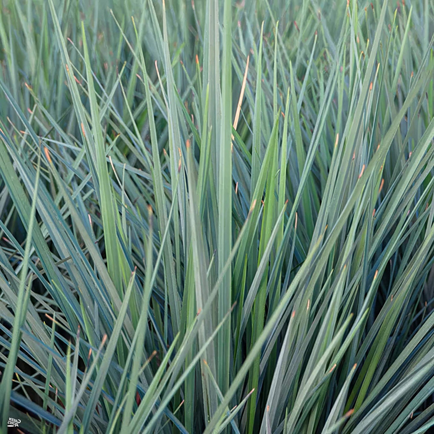 Dianella revoluta 'Coolvista'