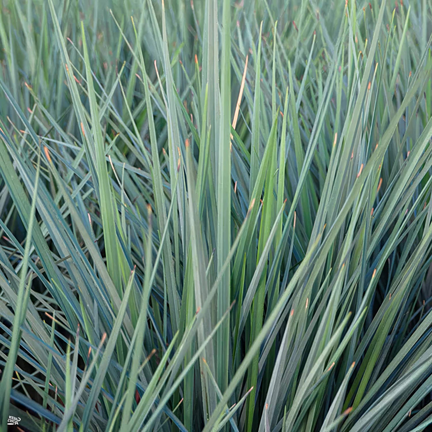 Dianella revoluta 'Coolvista'