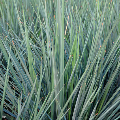Dianella revoluta 'Coolvista'