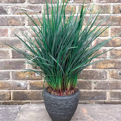 Dianella revoluta 'Coolvista'