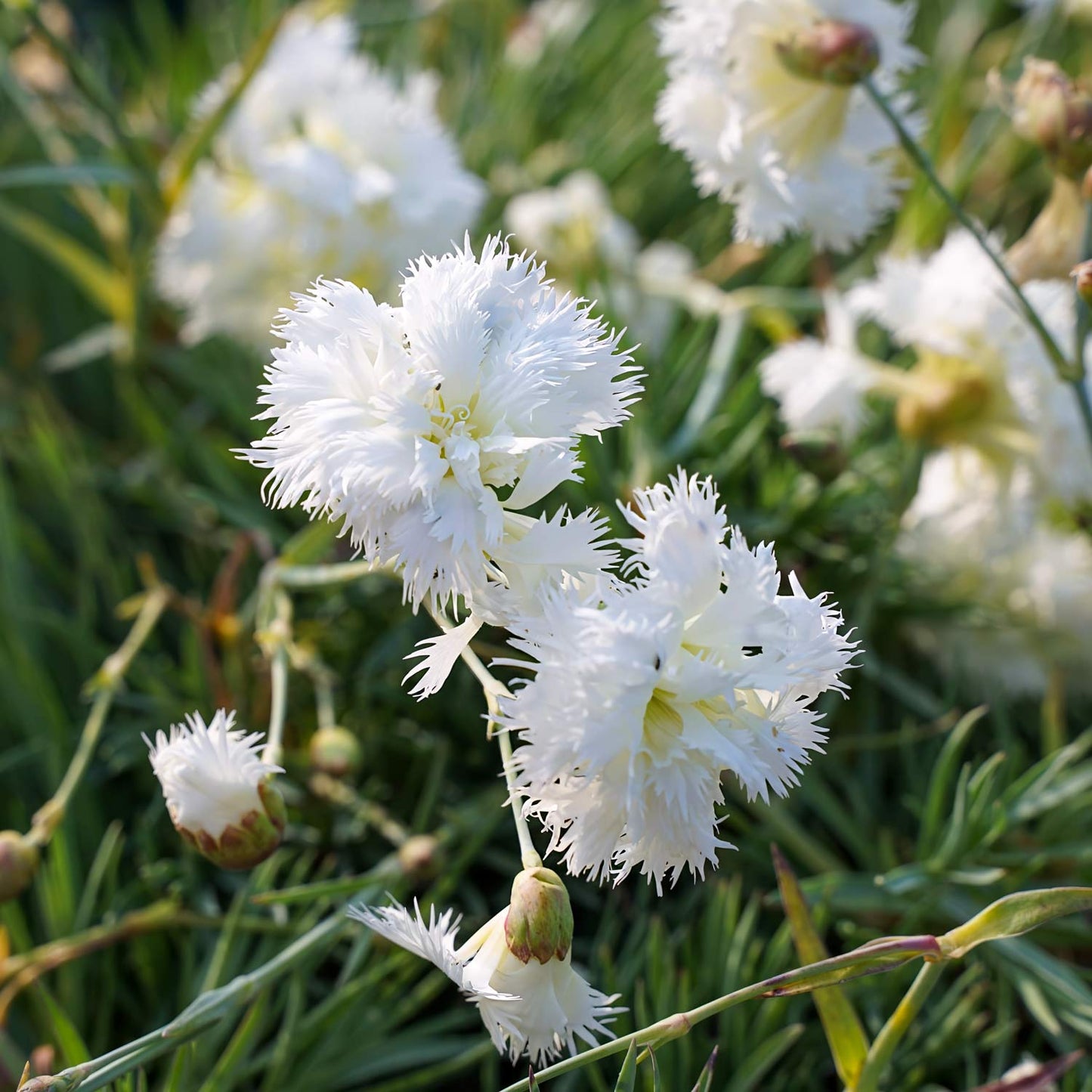 Dianthus 'Mrs Sinkins'