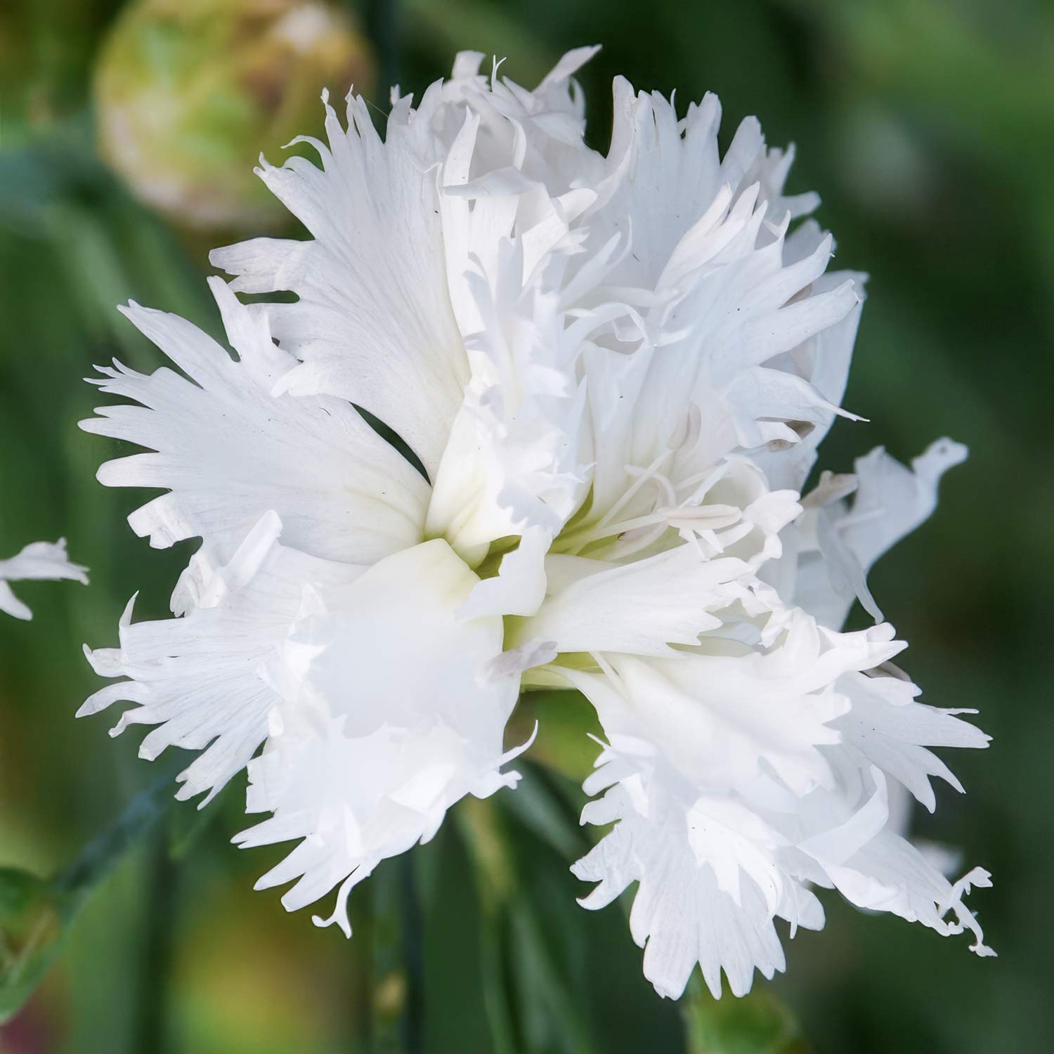Dianthus 'Mrs Sinkins'