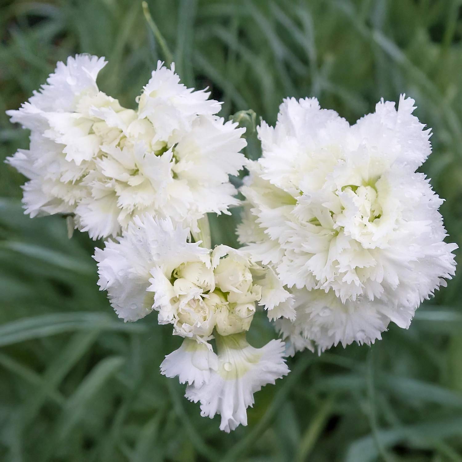 Dianthus 'Mrs Sinkins'